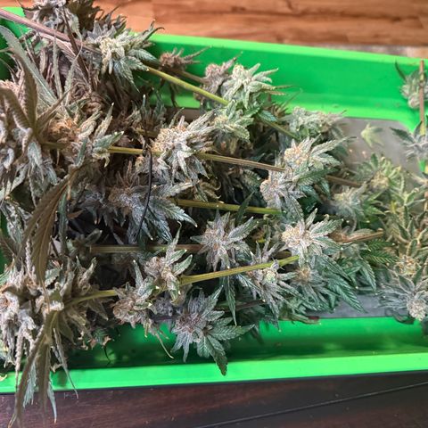 Papaya Frosting #2 growlog timeline photo
