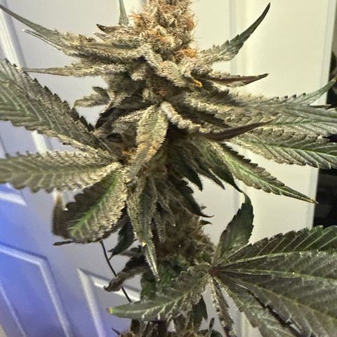 Papaya Frosting #2 growlog timeline photo