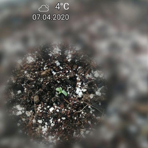 Lsd growlog timeline photo