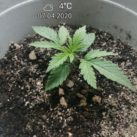 Lsd growlog timeline photo