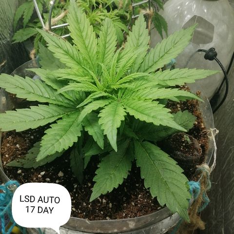 Lsd growlog timeline photo