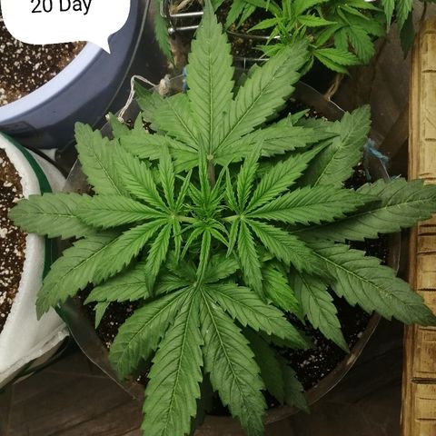 Lsd growlog timeline photo
