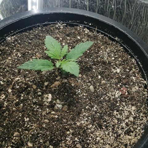 Lsd growlog timeline photo