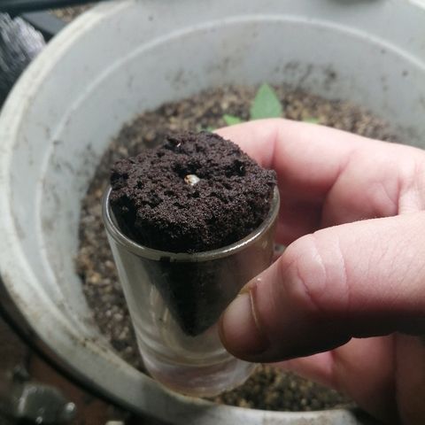Lsd growlog timeline photo