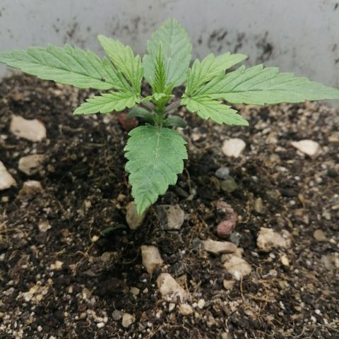 Lsd growlog timeline photo