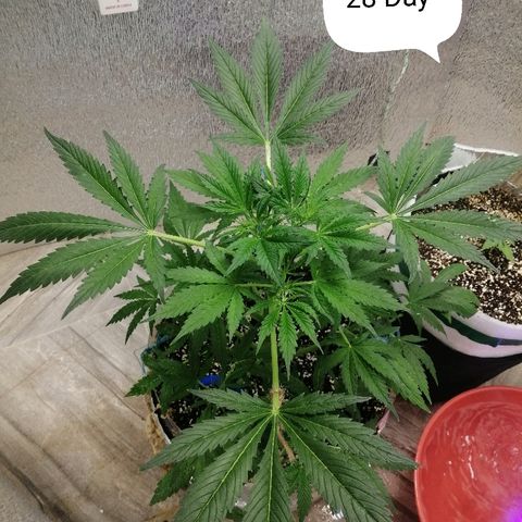 Lsd growlog timeline photo