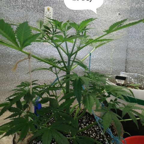 Lsd growlog timeline photo