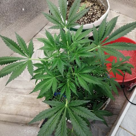 Lsd growlog timeline photo