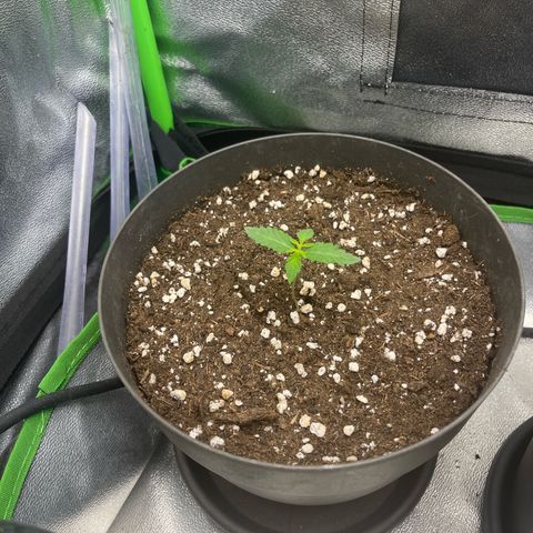 Tropicana US  growlog timeline photo