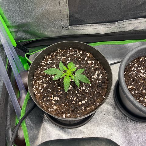 Tropicana US  growlog timeline photo