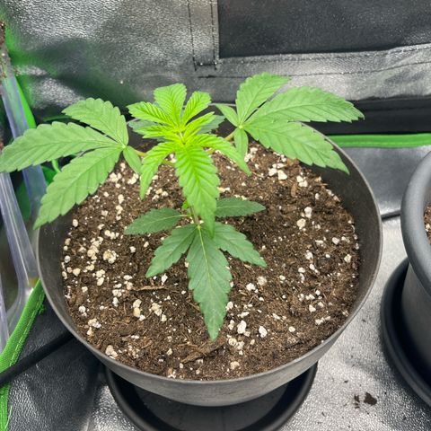 Tropicana US  growlog timeline photo