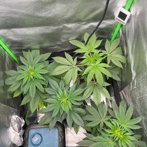 Tropicana US  growlog timeline photo