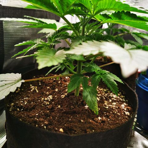 Dos Si Dos 33 growlog timeline photo