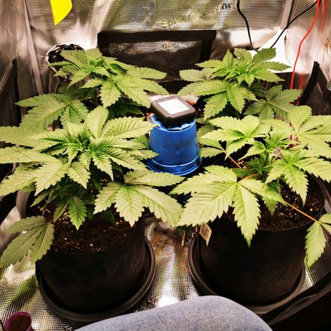 Dos Si Dos 33 growlog timeline photo