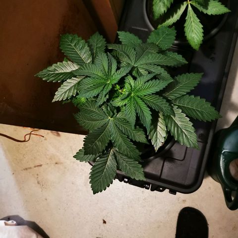Dos Si Dos 33 growlog timeline photo