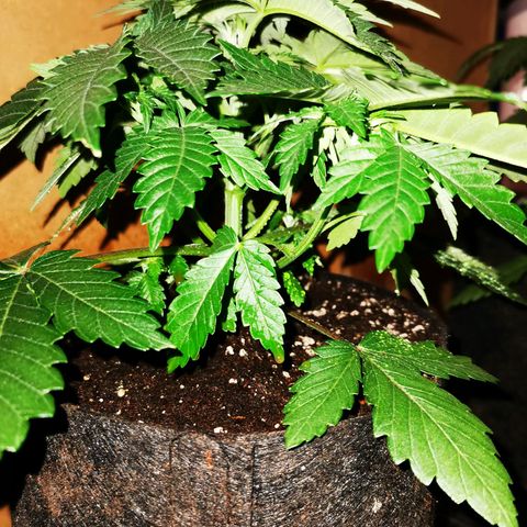 Dos Si Dos 33 growlog timeline photo