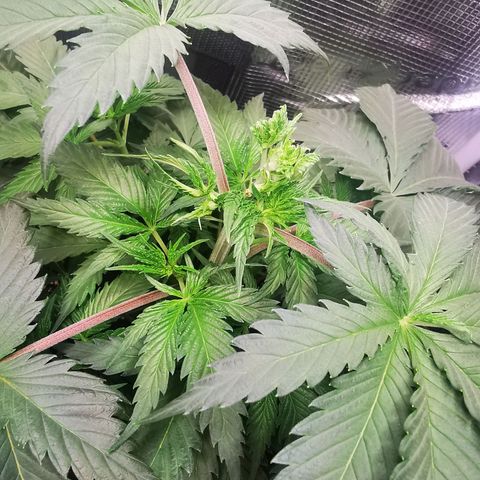 Dos Si Dos 33 growlog timeline photo