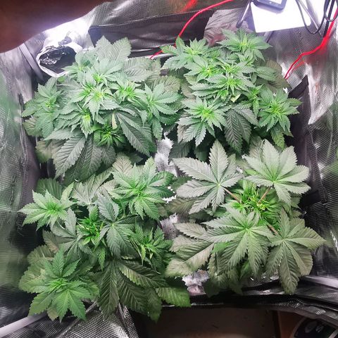 Dos Si Dos 33 growlog timeline photo