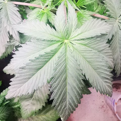 Dos Si Dos 33 growlog timeline photo