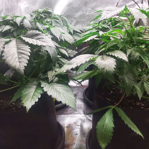 Dos Si Dos 33 growlog timeline photo