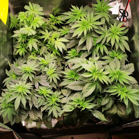 Dos Si Dos 33 growlog timeline photo