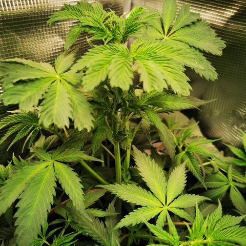 Dos Si Dos 33 growlog timeline photo