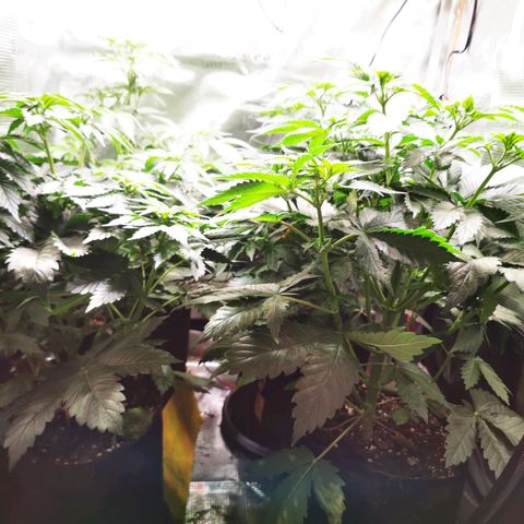 Dos Si Dos 33 growlog timeline photo