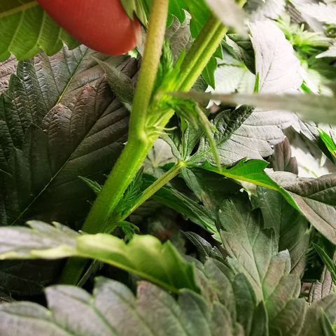 Dos Si Dos 33 growlog timeline photo