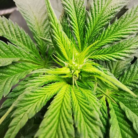 Dos Si Dos 33 growlog timeline photo