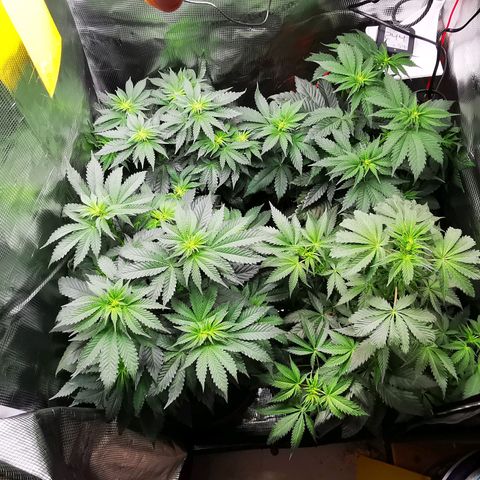 Dos Si Dos 33 growlog timeline photo