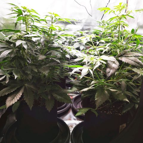 Dos Si Dos 33 growlog timeline photo