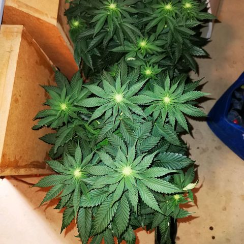 Dos Si Dos 33 growlog timeline photo