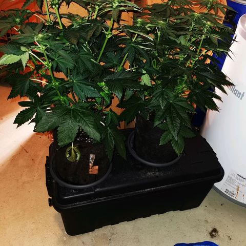 Dos Si Dos 33 growlog timeline photo