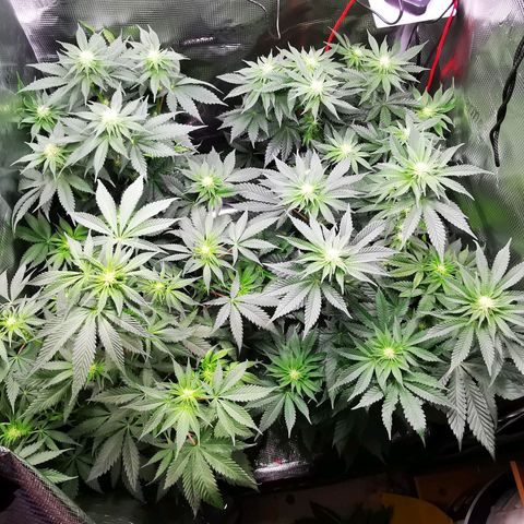Dos Si Dos 33 growlog timeline photo