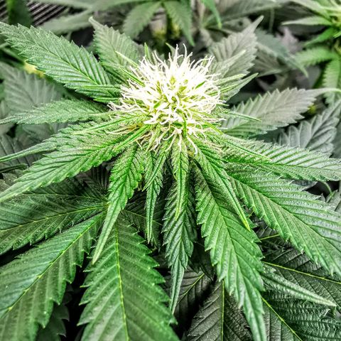 Dos Si Dos 33 growlog timeline photo