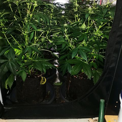Dos Si Dos 33 growlog timeline photo