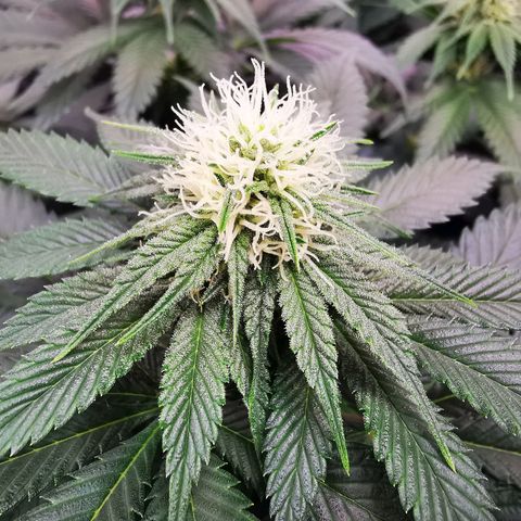 Dos Si Dos 33 growlog timeline photo
