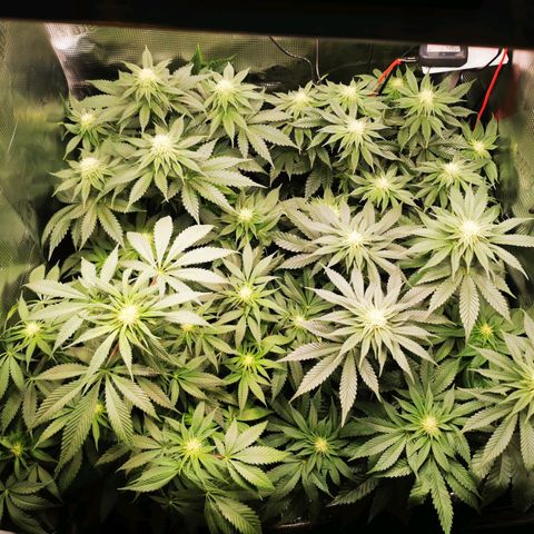 Dos Si Dos 33 growlog timeline photo