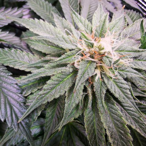 Dos Si Dos 33 growlog timeline photo