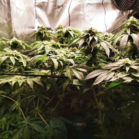 Dos Si Dos 33 growlog timeline photo