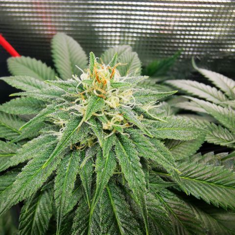 Dos Si Dos 33 growlog timeline photo