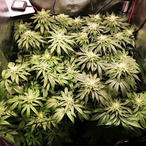 Dos Si Dos 33 growlog timeline photo