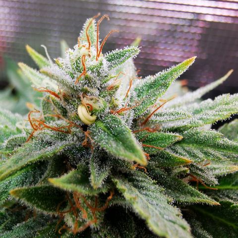 Dos Si Dos 33 growlog timeline photo