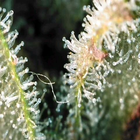 Dos Si Dos 33 growlog timeline photo