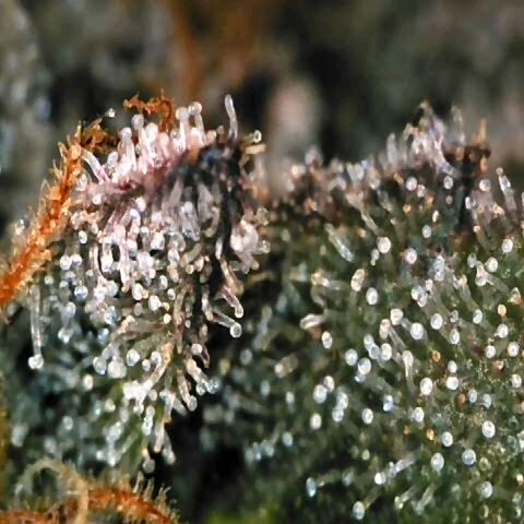 Dos Si Dos 33 growlog timeline photo