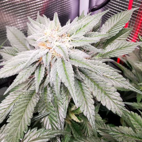 Dos Si Dos 33 growlog timeline photo