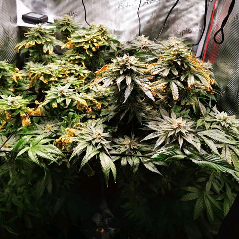 Dos Si Dos 33 growlog timeline photo