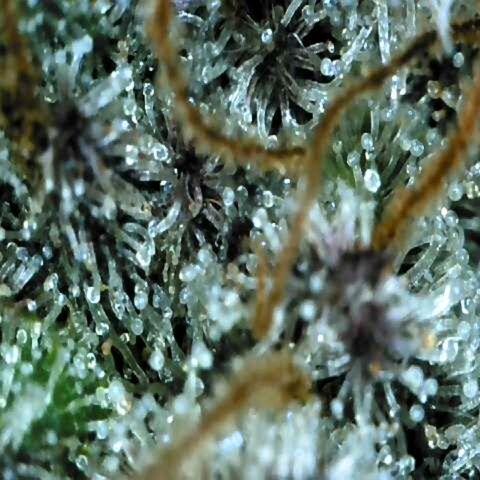 Dos Si Dos 33 growlog timeline photo