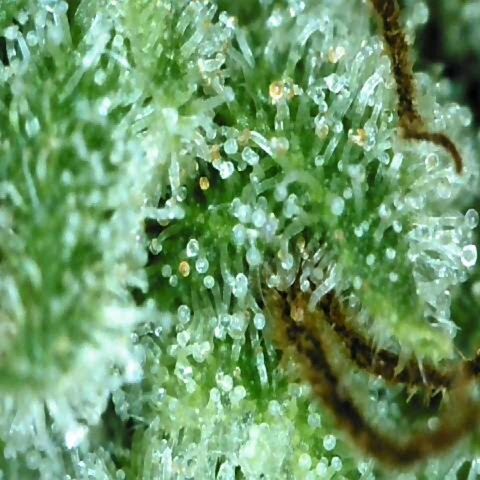 Dos Si Dos 33 growlog timeline photo