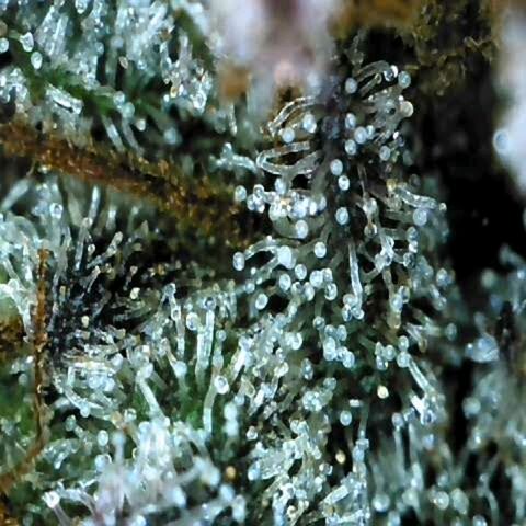 Dos Si Dos 33 growlog timeline photo